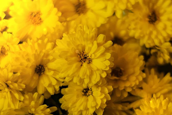 Muchas Flores Amarillas Alrededor Muchos Pétalos Vista Superior Primer Plano — Foto de Stock