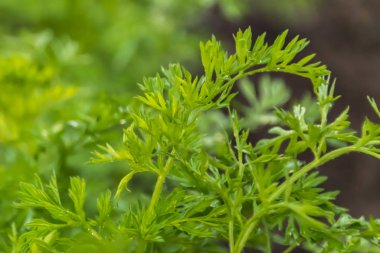 Havuç yaprakları yeşile yakın.