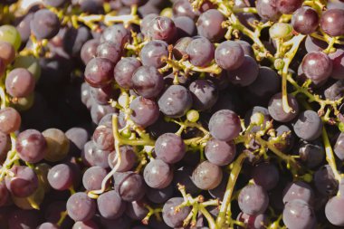 Koyu üzümler Isabella 'yı kapatır