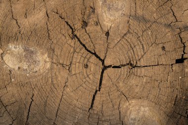 Eski testere ahşap görünür halkalar ve çatlaklar