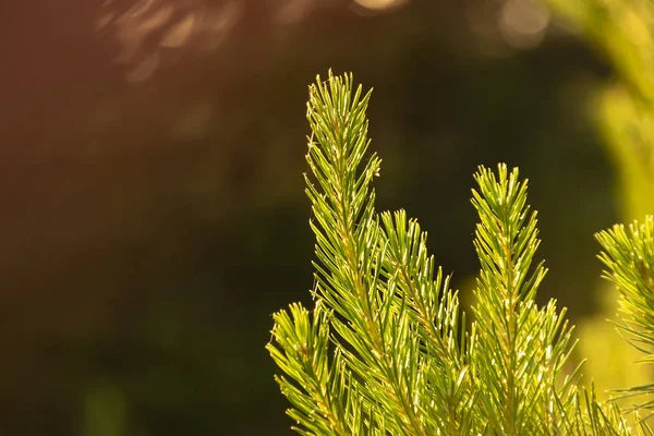 Πράσινα Κλαδιά Πεύκου Στο Φως Του Ήλιου Πορτοκαλί Απόχρωση — Φωτογραφία Αρχείου