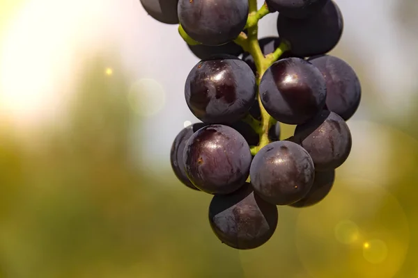 Dark Grapes Close Isabella Twig — Stock Photo, Image