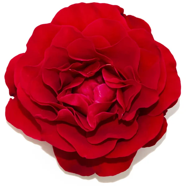 Red Rose Isolate Top View Bud Open — Stock Photo, Image