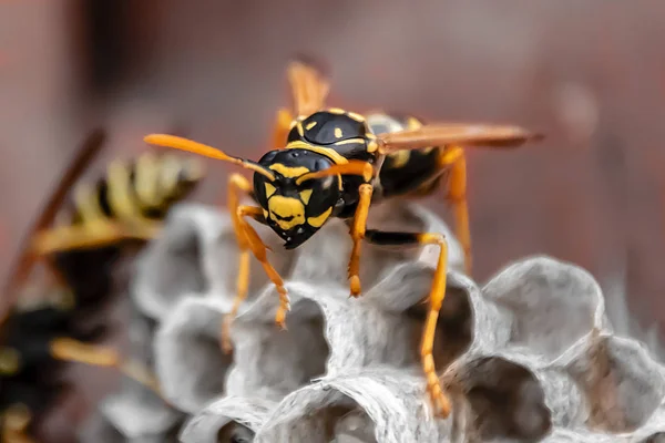 Wasp Sitting Top Wasp Nest Close — Stock Photo, Image