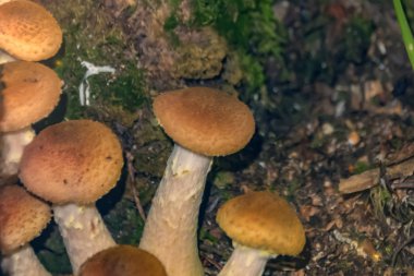 Mantar balçığı yakın plan yetişir.