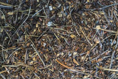 Karınca yuvası dokusu, üst manzara. Ormanda.