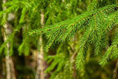 Güneşli bir günde yeşil bitkilerin arka planda Çam dalı