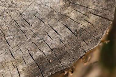 Bacağın halka ve çatlaktaki dokusu.