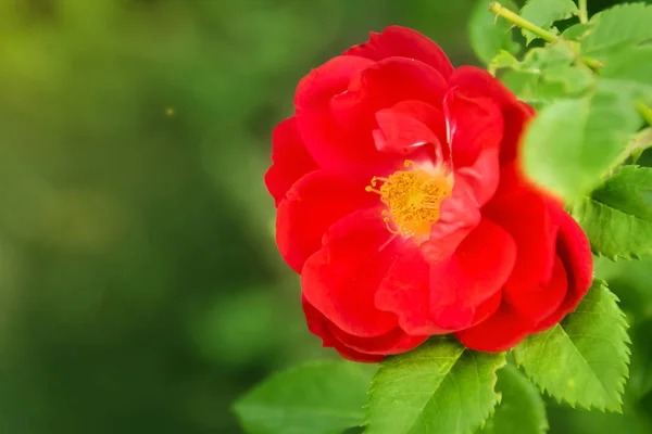 Piros Rózsa Bud Nyitott Zöld Háttér Nem Fókuszált — Stock Fotó