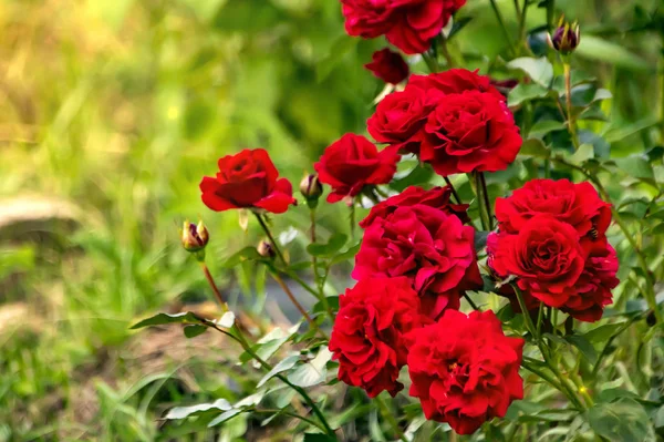 Czerwona Róża Krople Rosy Zbliżyć Płatki — Zdjęcie stockowe