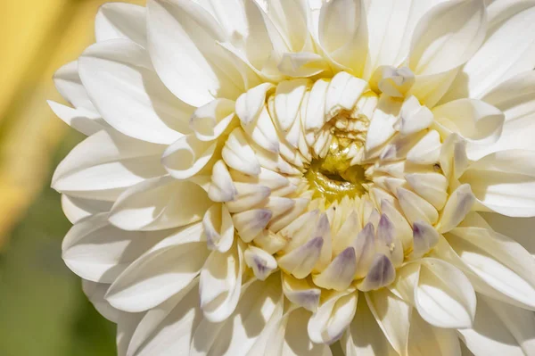 Una Flor Blanca Macro Muchos Pétalos Vista Superior — Foto de Stock