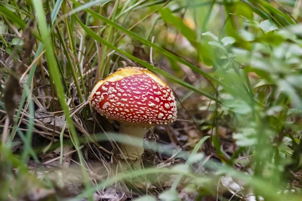 red poisonous mushroom fly agaric closeup