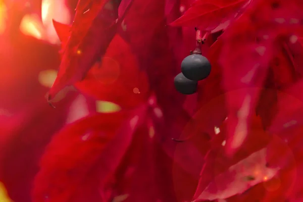 Folhas Vermelhas Uvas Fecham — Fotografia de Stock