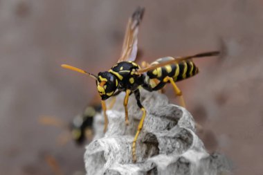 wasp sitting on top of wasp nest close up clipart