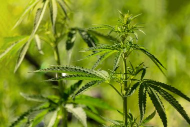 Kenevir çalıları kapanıyor yeşil yapraklar büyüyor