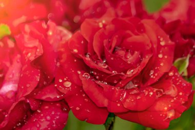 Çiyin içindeki kırmızı gül yaprakları kaplıyor.