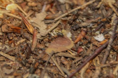 Karınca yuvası dokusu, üst manzara. Ormanda.