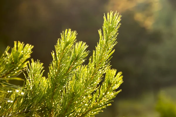 Ramos Pinho Verde Luz Sol Com Uma Tonalidade Laranja — Fotografia de Stock