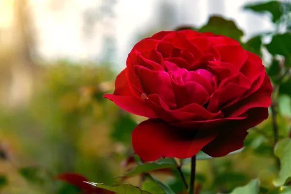 Rosa Roja Bud Abrió Fondo Verde Desenfocado — Foto de Stock