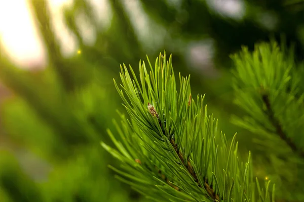 Closeup Needles Coniferous Tree Sun — 스톡 사진