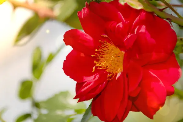 Rosa roja Bud abrió fondo verde en desenfocado — Foto de Stock
