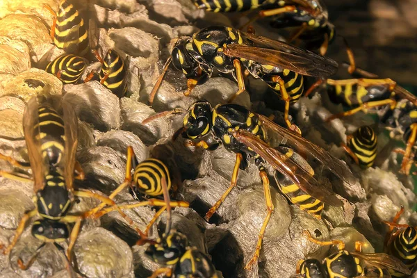 Muitas vespas na colmeia guardam seus ninhos na natureza — Fotografia de Stock