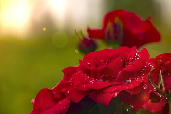Czerwona róża krople rosy blisko w świetle słonecznym — Zdjęcie stockowe