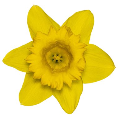 Top view of a yellow daffodil flower isolated on a white backgro