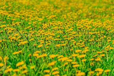 many yellow dandelions in the field