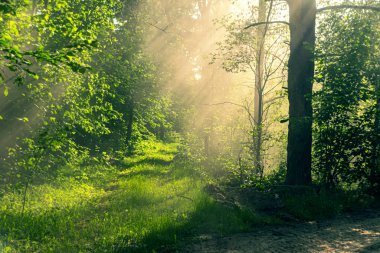 Summer green forest landscape in the morning at sunrise. Sun lig