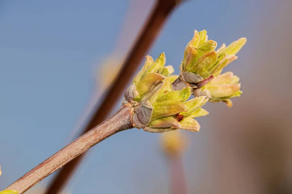 Pilblommor utsöndrar mycket pollen och nektar. — Stockfoto