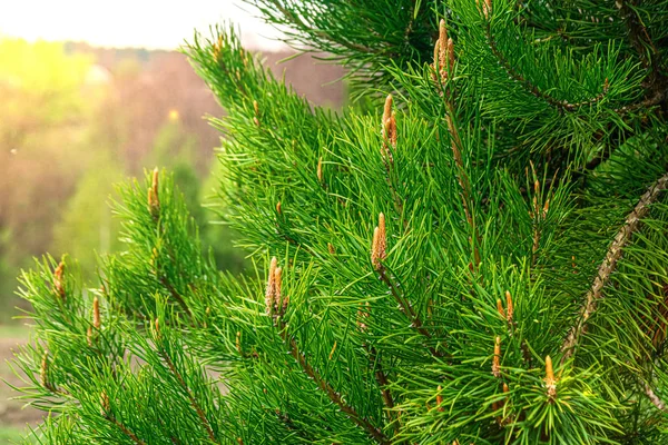 Green coniferous cedar ripe pine cones on tree branch forest sun — 스톡 사진