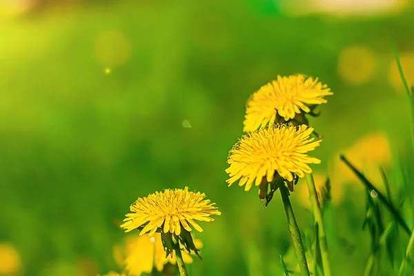 Many yellow dandelions in the field — ストック写真