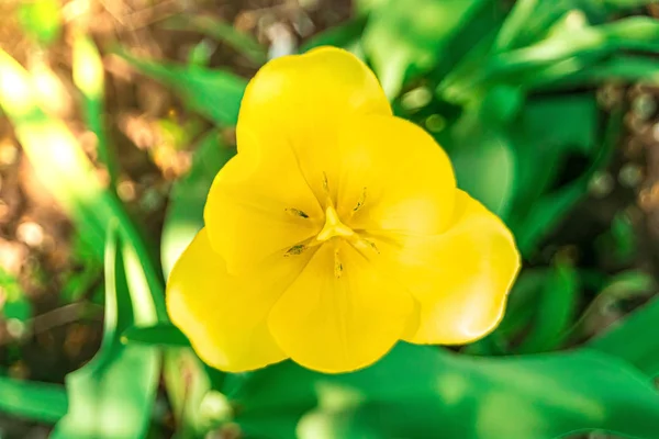 Un Tulipán amarillo en una vista superior de fondo verde —  Fotos de Stock