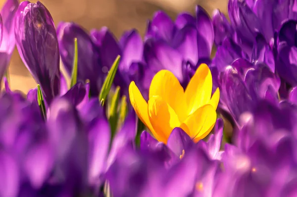 Una flor amarilla entre las púrpuras —  Fotos de Stock