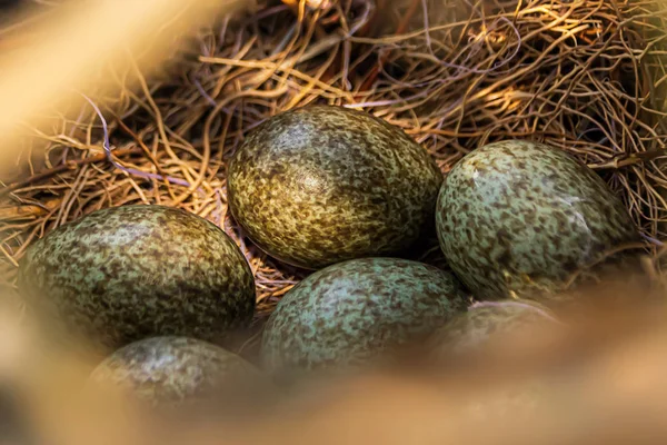 Elstern-Eier im Nest — Stockfoto