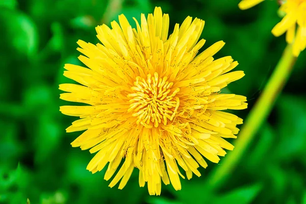 Yellow dandelion top view close up — ストック写真
