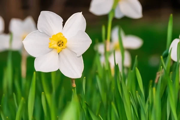 Beautiful White and yellow daffodils. Yellow and white narcissus