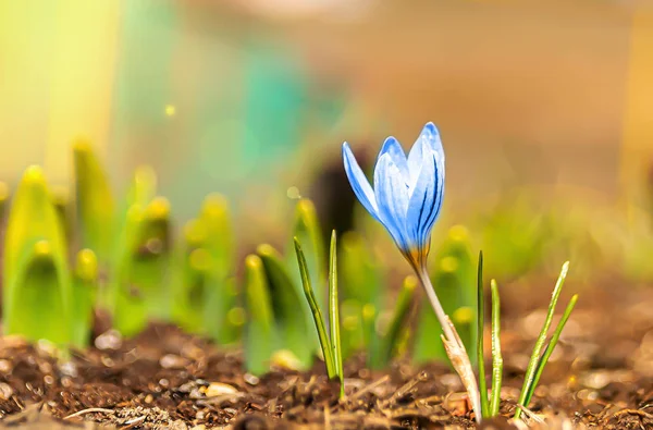 One blue flower close up — 스톡 사진