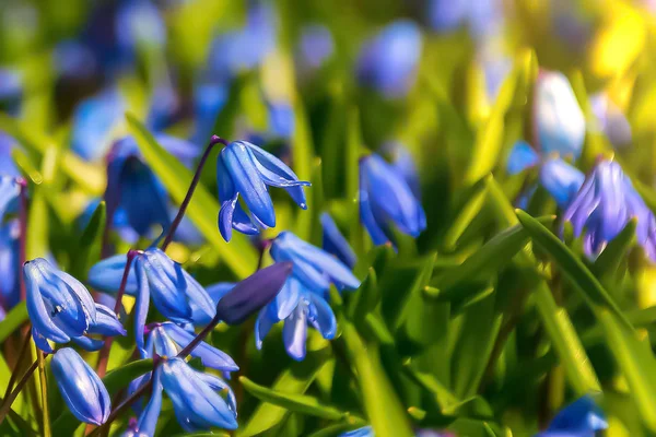 Campanas azules. pequeñas flores azules —  Fotos de Stock