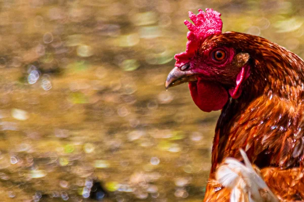 Tête de poulet gros plan — Photo