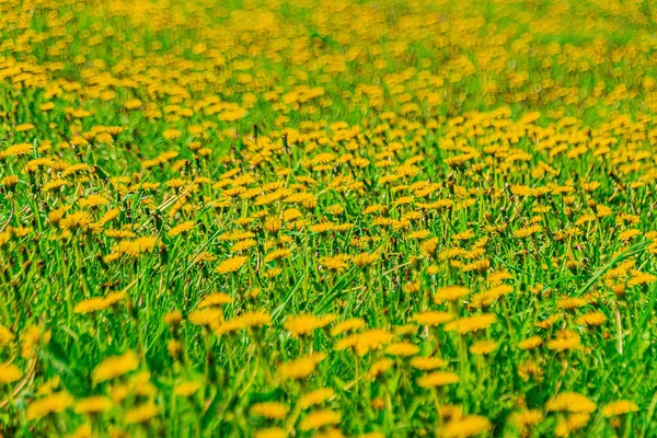 Many yellow dandelions in the field — 스톡 사진