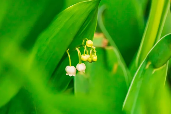 봄 정원에 있는 골짜기의 꽃이 피는 릴리 — 스톡 사진