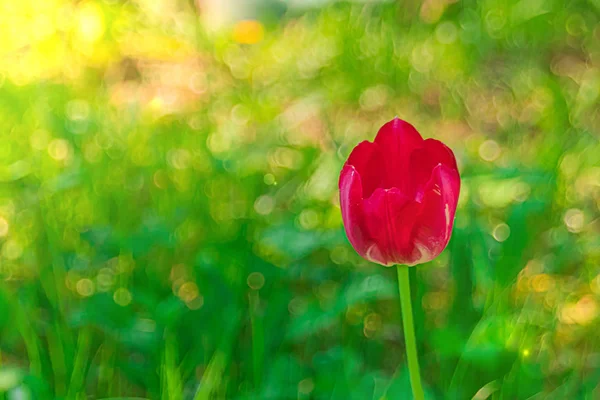 Un tulipán rojo sobre un fondo verde —  Fotos de Stock