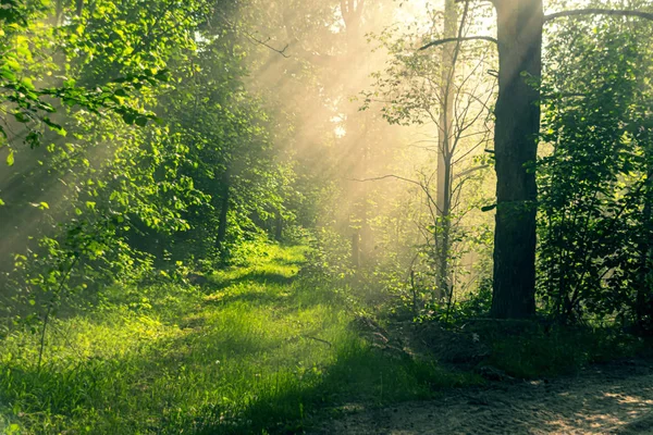 Summer green forest landscape in the morning at sunrise. Sun lig Royalty Free Stock Images