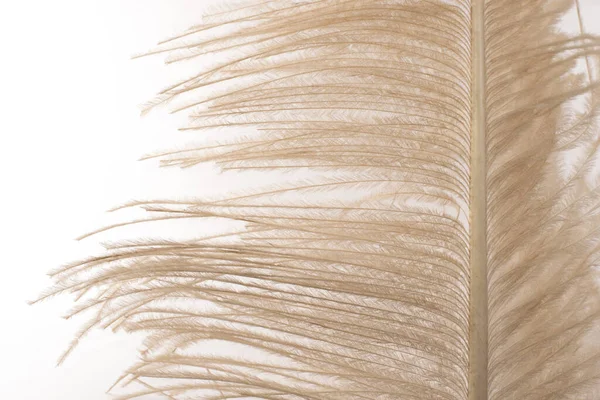Ostrich Feather Close White Background — Stock Photo, Image
