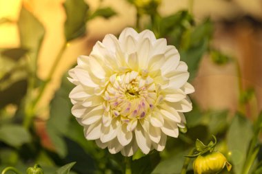 Bir beyaz çiçek, yuvarlak, bir sürü taç yaprağı, üst manzara yeşil bokeh