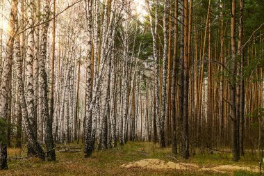 Bir tarafta huş ağaçları diğer tarafta çam ağaçları.