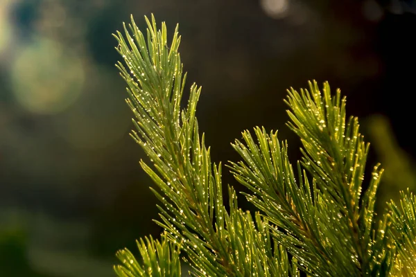 Evergreen Baumzweige Mit Regentropfen Bedeckt Und Von Sonnenuntergang Sonnenlicht Beleuchtet — Stockfoto