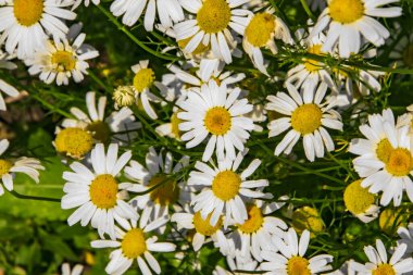 Bir sürü beyaz papatya üst manzarayı kapatır.